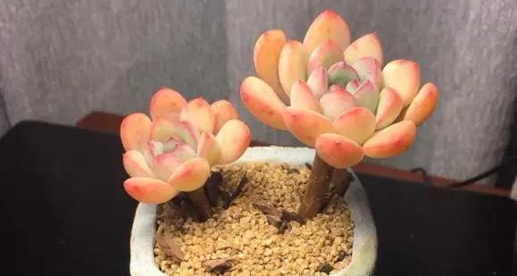 多肉怕晒吗？揭秘阳光对多肉的影响