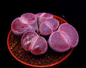多肉屁股花养殖全攻略（打造美丽盆景）