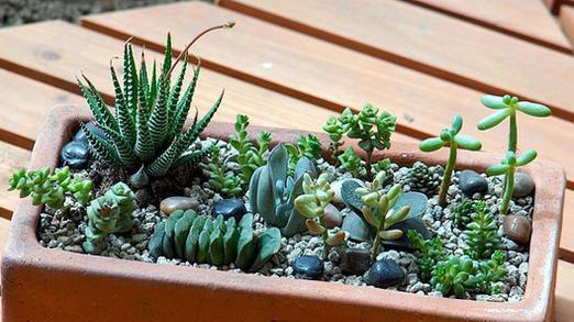 多肉植物的种植季节（选择适宜的季节）