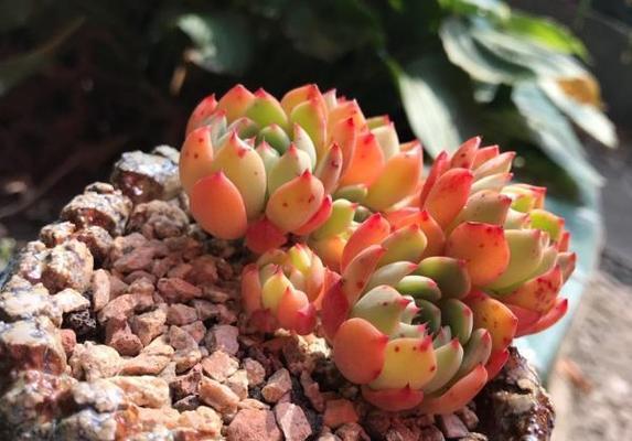 多肉植物的生长环境条件及特点（揭秘多肉植物生命力强大的原因和栽培技巧）