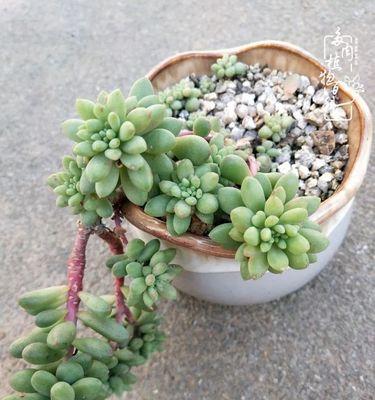 多肉植物的生长环境（探究多肉植物的适宜生长环境）