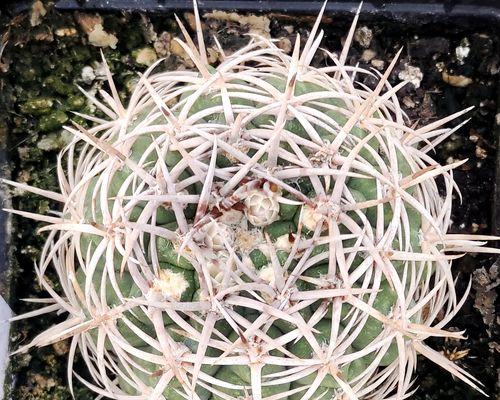 多肉植物是种子植物吗（探究多肉植物的生殖方式）