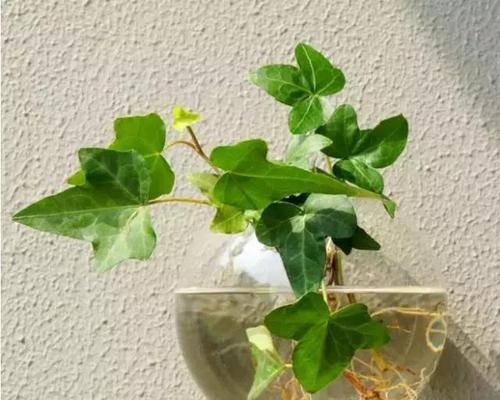 多肉植物（选择多肉种植方式的关键）