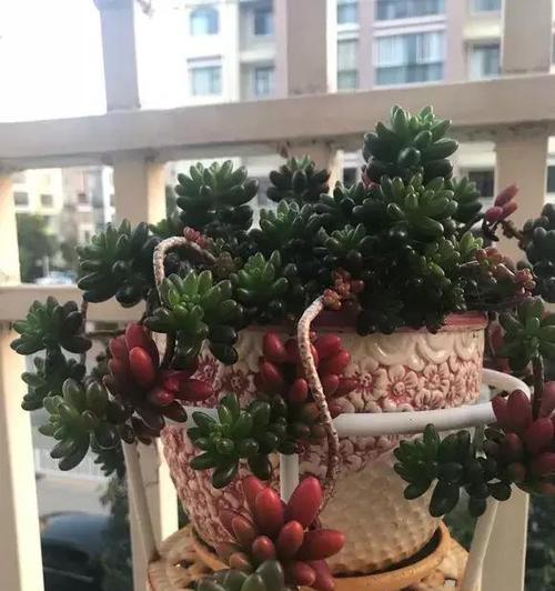 多肉植物的浇水频率（如何科学合理地浇水）