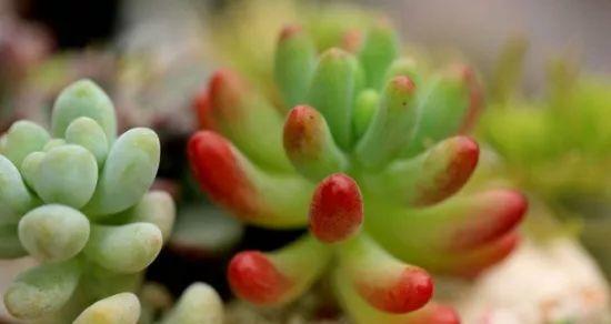 多肉植物的浇水频率（如何科学合理地浇水）