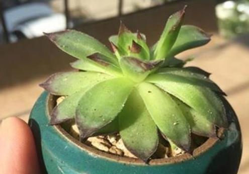 多肉叶片发黄的原因和处理方法（如何轻松应对多肉植物叶片发黄问题）