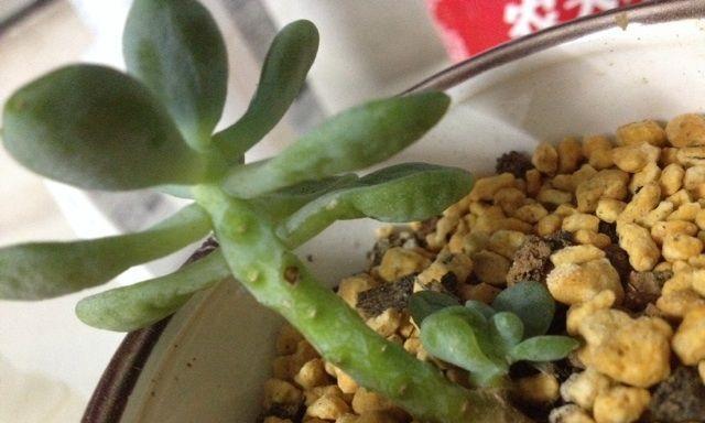 多肉叶子干枯怎么回事（原因分析和解决方法）