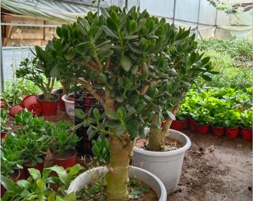 多肉玉树的养殖技巧（精选最佳种植方法）