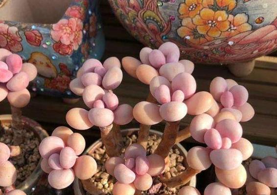 多肉植物如何合理配土（掌握这些技巧）