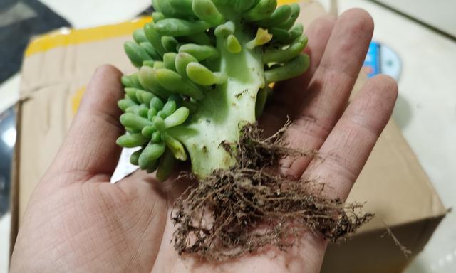 多肉爱好者必看！如何正确修根换盆（多肉修根技巧）