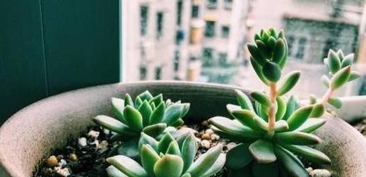 多肉种植全攻略（详细介绍多肉的种植时间和方法）