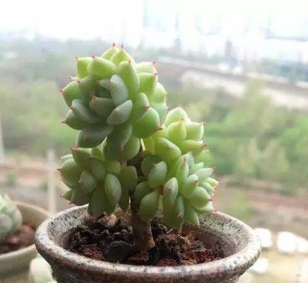 多肉植物长太高了怎么办（从光照）