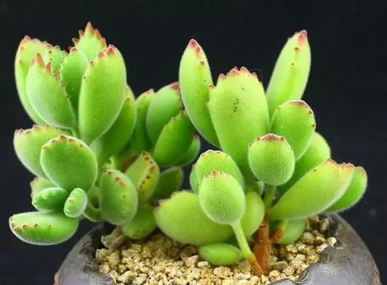 多肉植物的理想生长环境（打造多肉植物喜爱的生长地方）