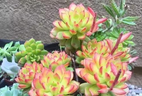多肉植物蒂亚的养殖方法（打造多肉界的“小清新”）