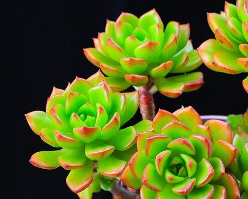 多肉植物蒂亚的养殖方法（打造多肉界的“小清新”）