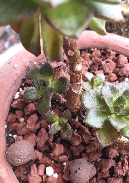 多肉植物掉叶子原因及应对方法（解决多肉掉叶子的技巧与注意事项）