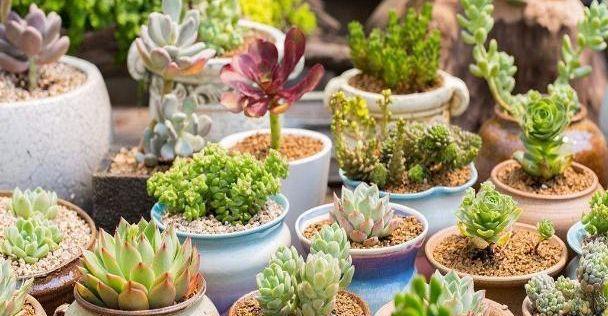 多肉植物——室内外两种环境下的生长对比（选择多肉植物摆放地点）