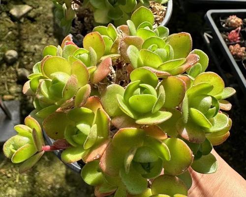 多肉植物——室内外两种环境下的生长对比（选择多肉植物摆放地点）
