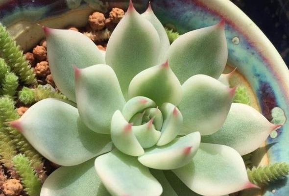 多肉植物的抗冻技巧（让你的多肉植物无惧严寒）