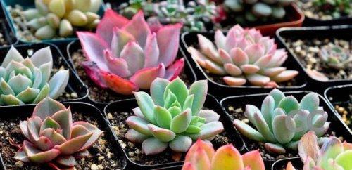 多肉植物室外养护指南（让你的多肉植物健康生长）