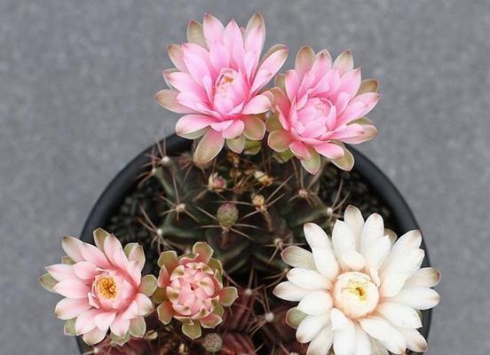 多肉植物的耐旱特性及保养方法（让你的多肉植物不再枯萎干瘪）
