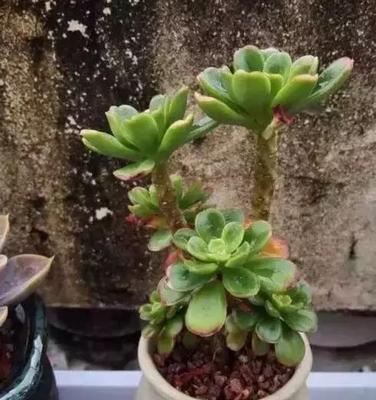 多肉植物的养护指南（科学晒太阳）