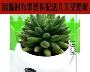 多肉植物能否吸收甲醛（揭开多肉植物净化空气的神秘面纱）