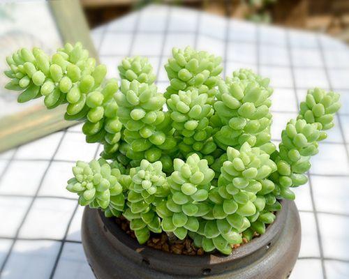 多肉植物的室内养护（打造绿色家居空间）