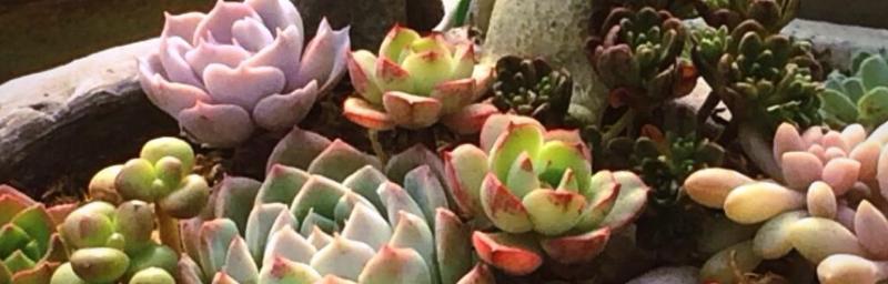 多肉植物为什么怕晒太阳（探究多肉植物在阳光下的表现和需求）