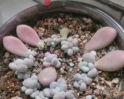 多肉植物扦插繁殖指南（方法、注意事项和技巧）