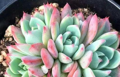 多肉植物生长温度的适宜范围（多肉植物的温度需求与生长表现）