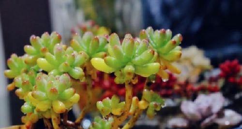 如何给多肉植物施肥（最佳肥料选择和正确施肥方法）