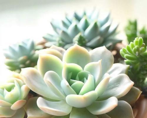 多肉植物，属于草本植物吗（探究多肉植物的分类特点与草本植物的异同）