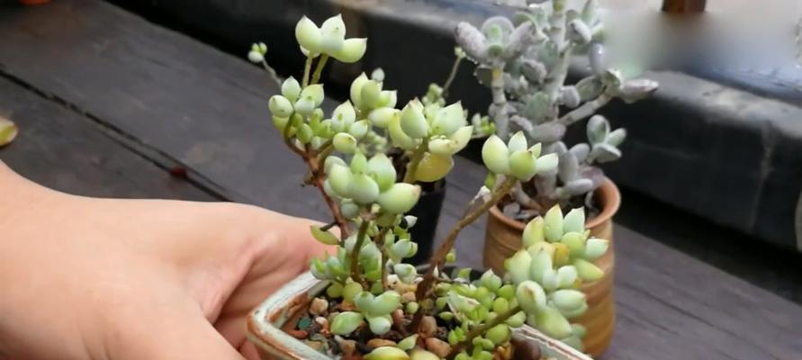 多肉植物的喜阳与喜阴（它们的生长习性与照护技巧）