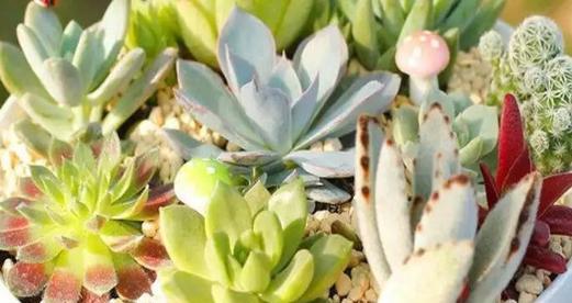 夏季多肉植物浇水攻略（如何掌握适宜的浇水时间及方法）