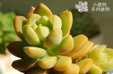 如何选择肥料让多肉植物长得更快（营养均衡、有机肥、氮磷钾）