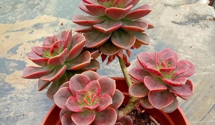 多肉植物施肥大全（怎样选购合适的肥料让你的多肉更美）