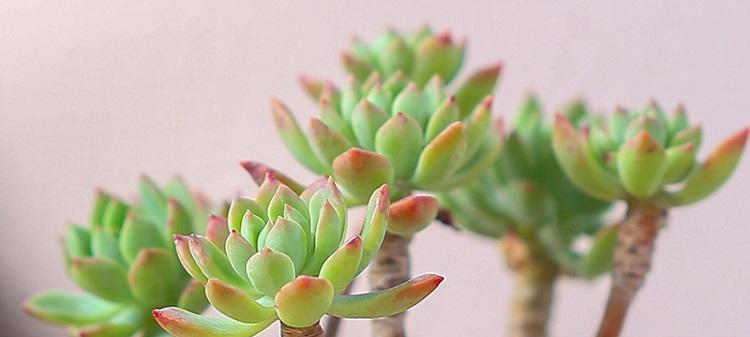 多肉植物是否有毒（室内养护是否安全）