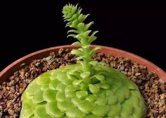 多肉植物有毒吗（了解多肉植物毒性）