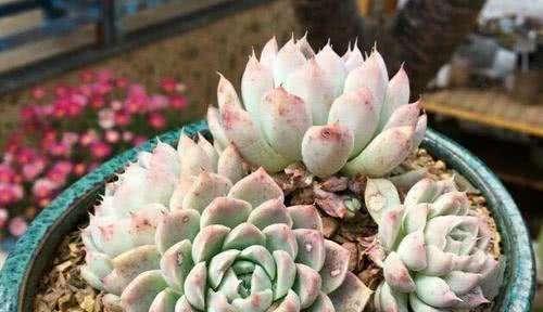 多肉植物有毒吗（了解多肉植物毒性）