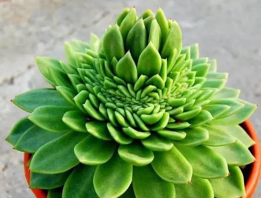 了解名贵多肉植物（探索珍贵多肉世界）