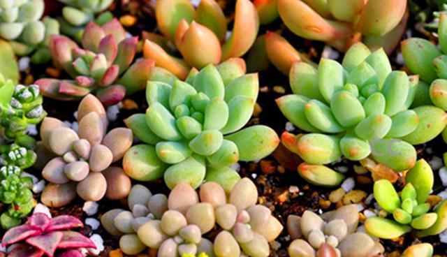 了解名贵多肉植物（探索珍贵多肉世界）