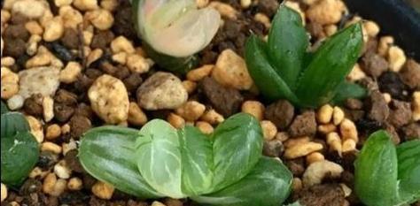 探究多肉植物是否有种子（了解多肉植物生殖方式与繁殖方法）
