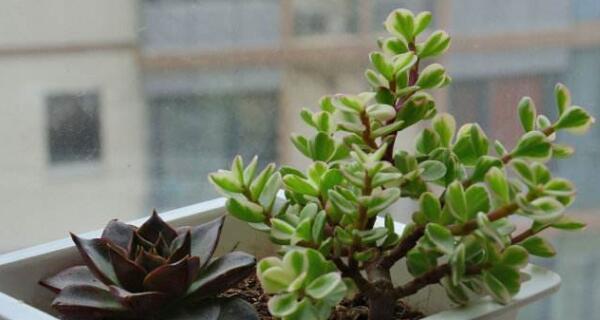 多肉植物的爆盆养殖方法（如何让多肉植物健康成长）