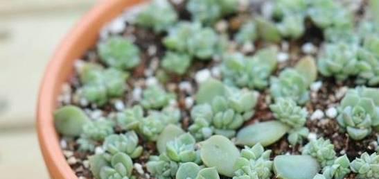 多肉植物过冬全攻略（寒冬来袭）