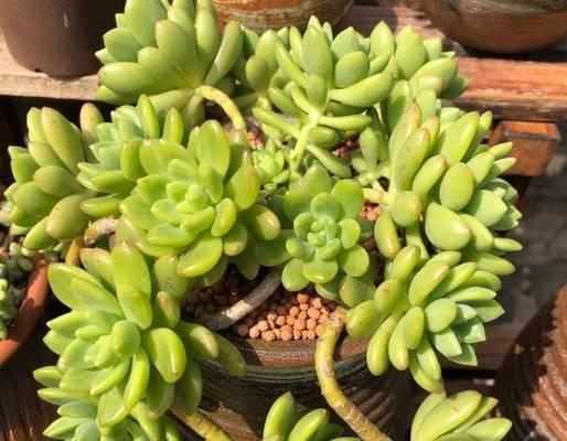 多肉植物的换土换盆全攻略（手把手教你如何更换土壤和移植多肉植物）