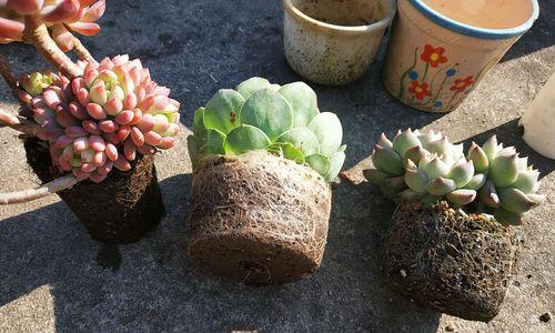 多肉植物的换土换盆全攻略（手把手教你如何更换土壤和移植多肉植物）