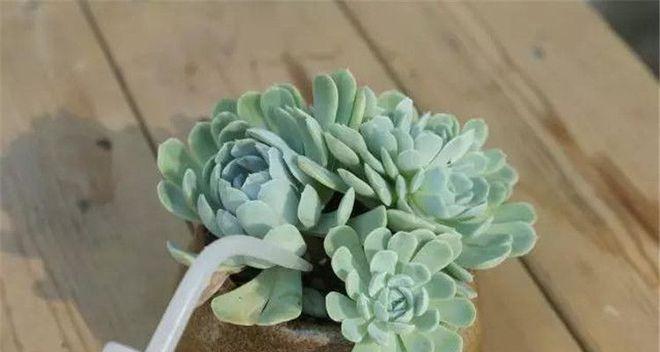 多肉植物的水养指南（如何正确浇水）