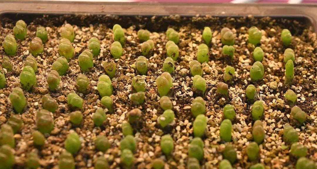 多肉植物种子的种植技巧（打造属于自己的多肉世界）