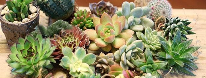多肉植物的生长深度之研究（深度适宜的多肉种植技巧与应用）